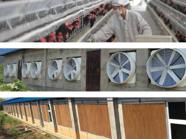 Quạt thông gió chuồng trại: Bí quyết giảm nhiệt, khử mùi, tăng năng suất đàn vật nuôi 11 quạt hút mùi trang trại