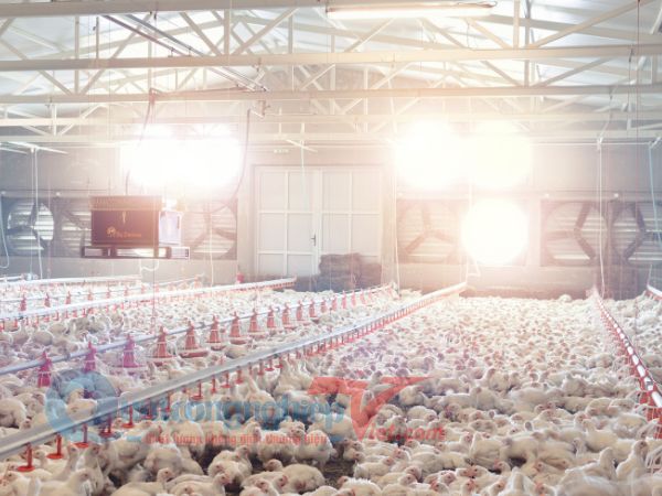 quạt thông gió chuồng gà An Phú Quý