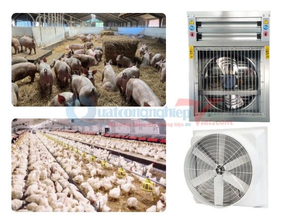 Quạt thông gió chuồng trại: Bí quyết giảm nhiệt, khử mùi, tăng năng suất đàn vật nuôi 9 quạt thông gió trang trại chăn nuôi