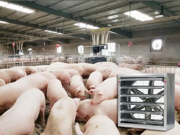 An Phú Quý – Cung cấp quạt hút trại heo chất lượng, giá tốt cho nhà chăn nuôi